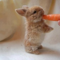 Adorable Little Bunny Rabbit with a Carrot. Photo Credit to Pinterest.