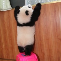 Baby Panda. Photo Credit to Pinterest.