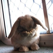 I think this bunny is hiding from something. We all have days like that, right? Photo Credit to Pinterest.